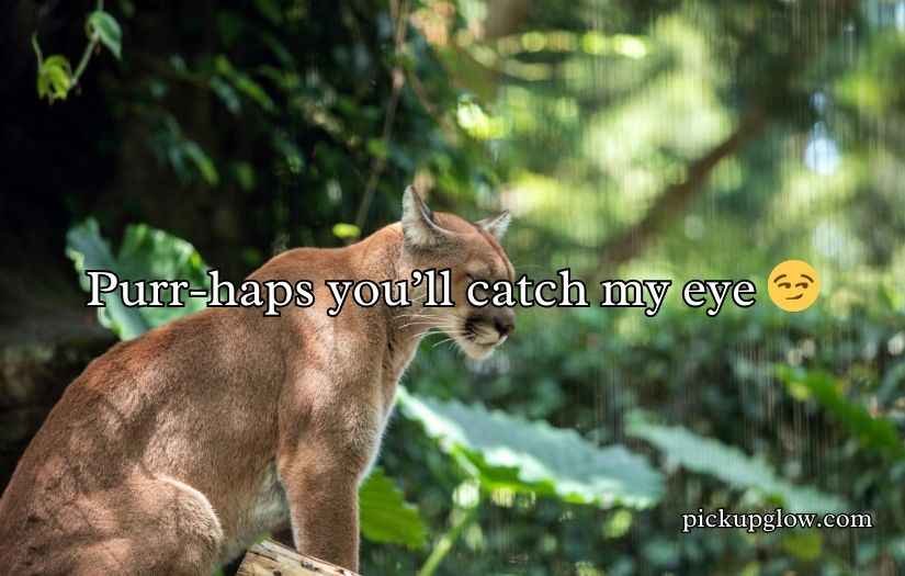 Cougar Puns