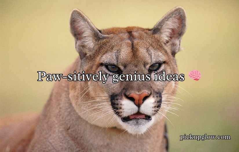 Cougar Puns