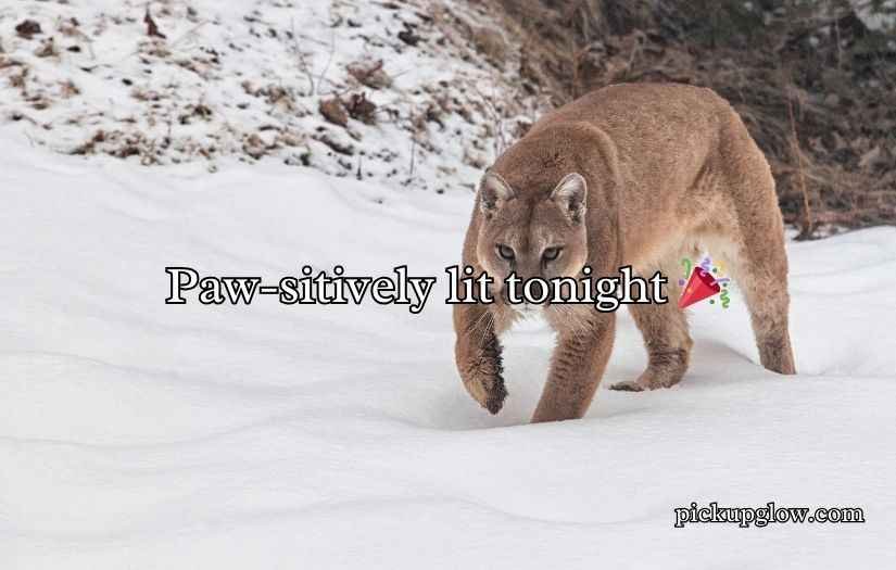 Cougar Puns