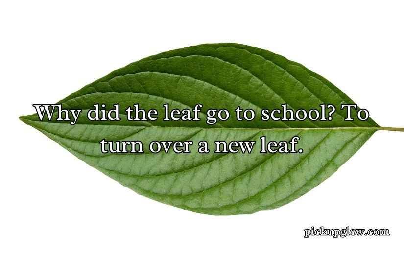 Leaf Puns