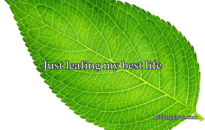 Leaf Puns
