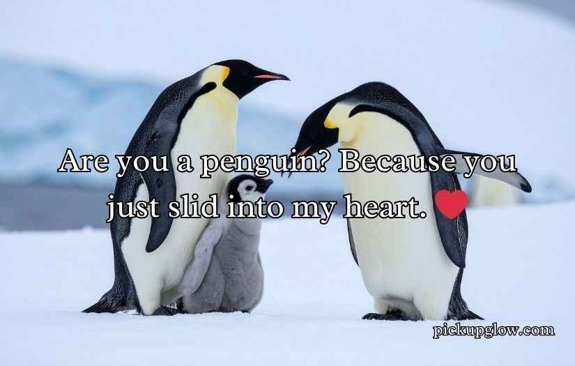 Penguin Pickup Line