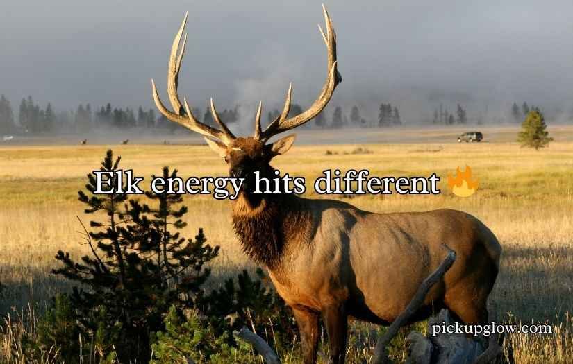 Elk Jokes Puns