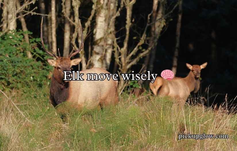Elk Jokes Puns