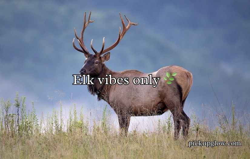 Elk Jokes Puns
