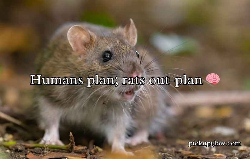 Rat Puns