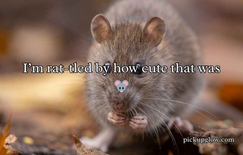 Rat Puns