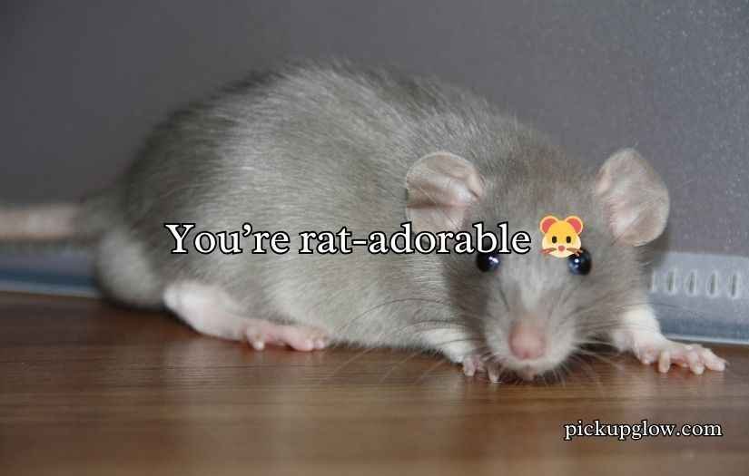 Rat Puns