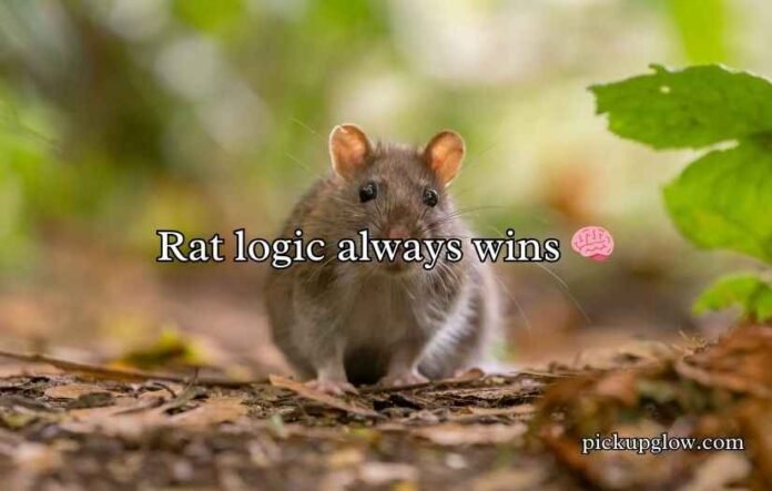 Rat Puns
