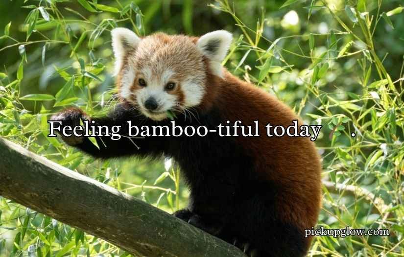 Red Panda Puns