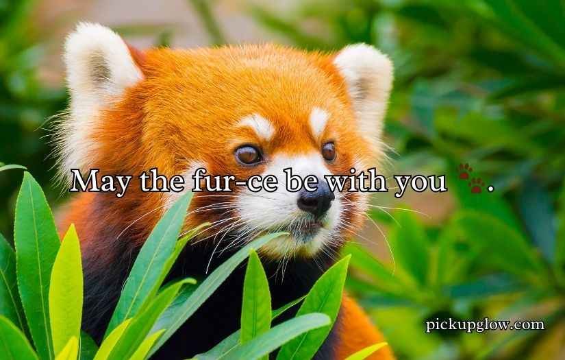 Red Panda Puns