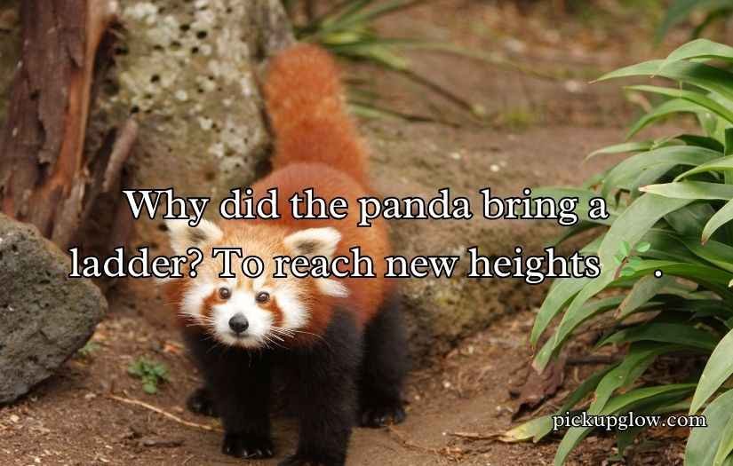 Red Panda Puns