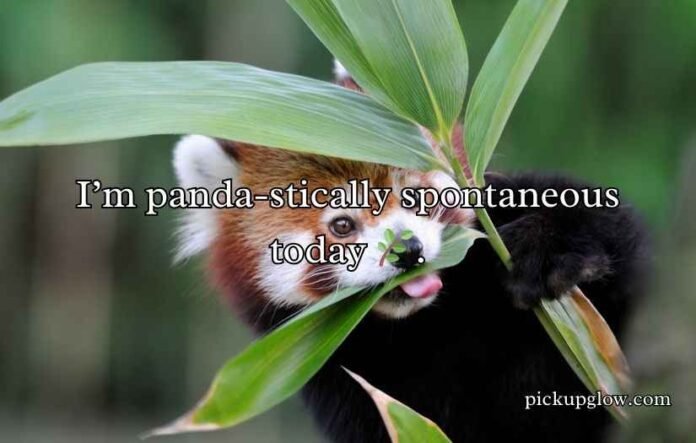 Red Panda Puns