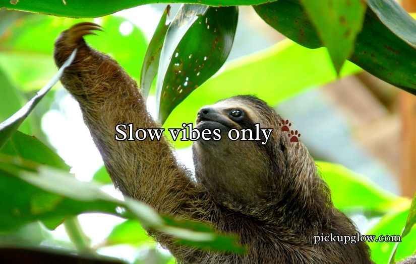 Sloth Pickup Lines