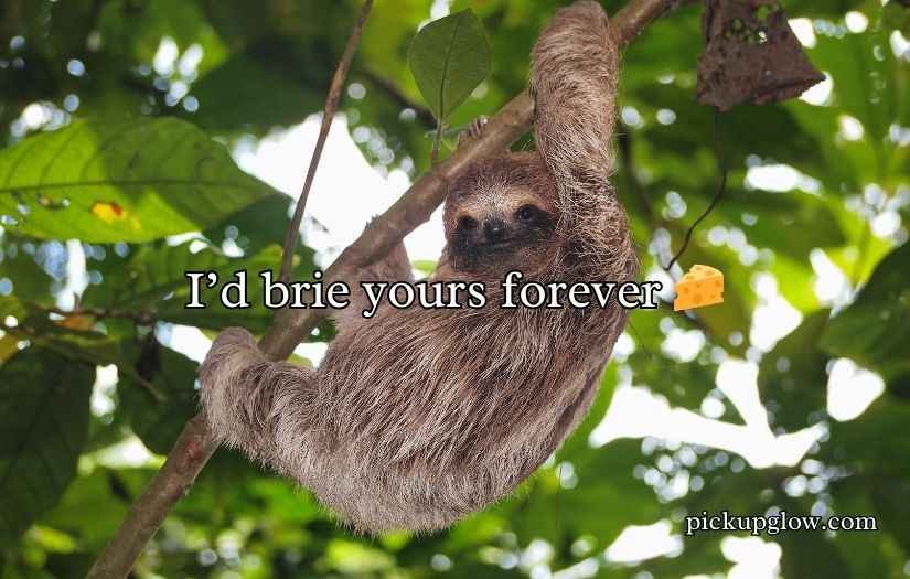 Sloth Pickup Lines