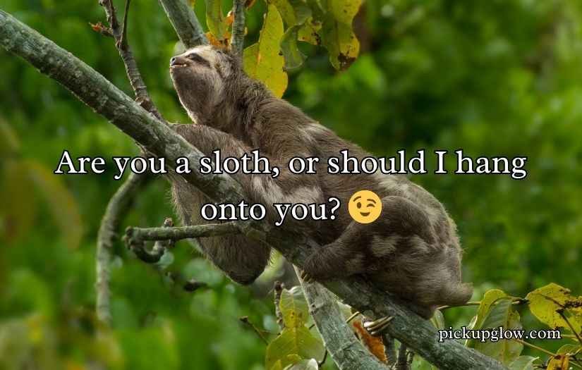 Sloth Pickup Lines