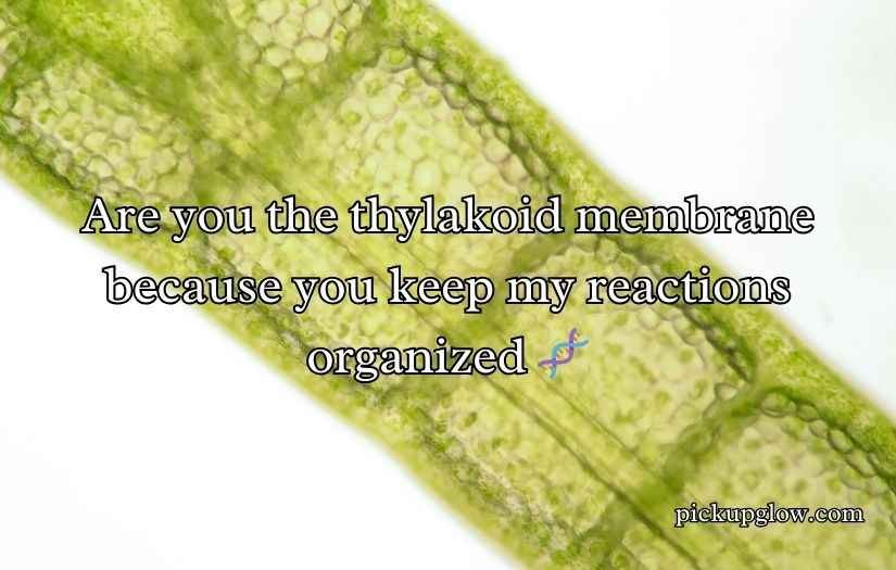Chloroplast Pick Up Lines