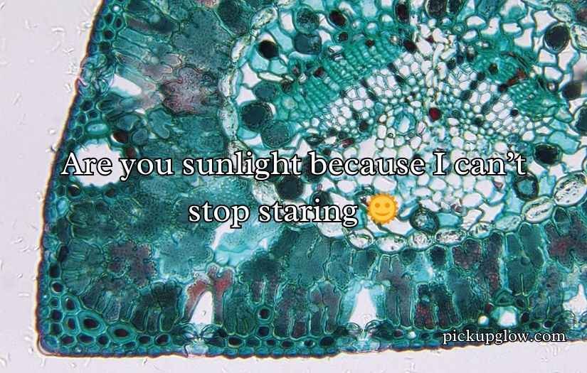 Chloroplast Pick Up Lines