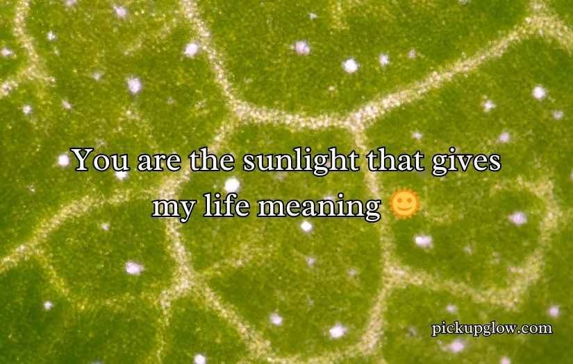 Chloroplast Pick Up Lines