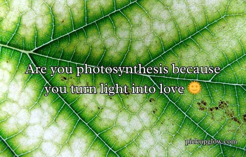 Chloroplast Pick Up Lines