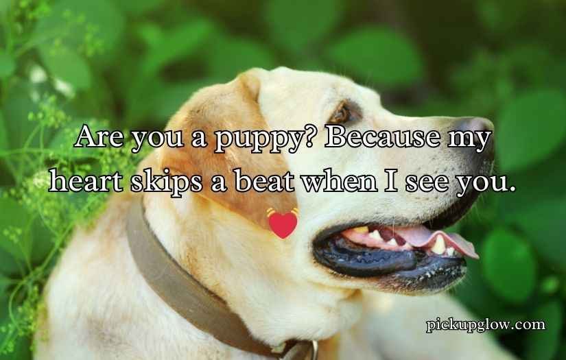 Doggone Clever Pick-Up Lines