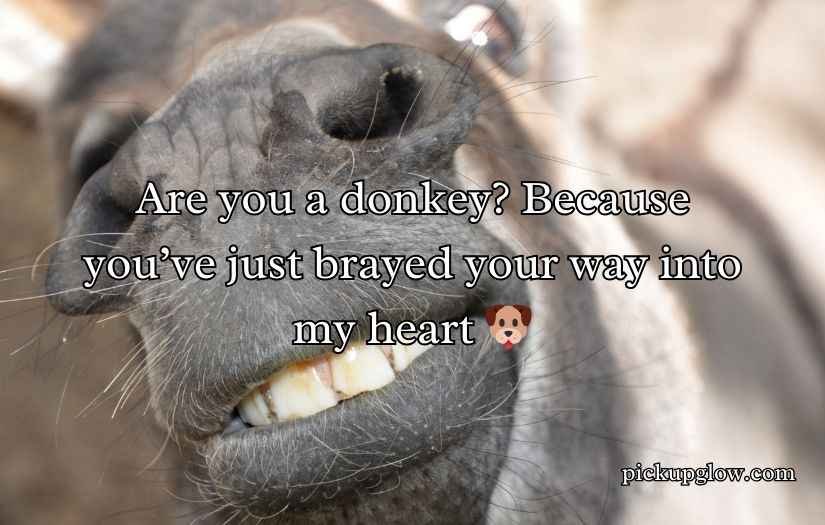 Donkey Pick Up Lines