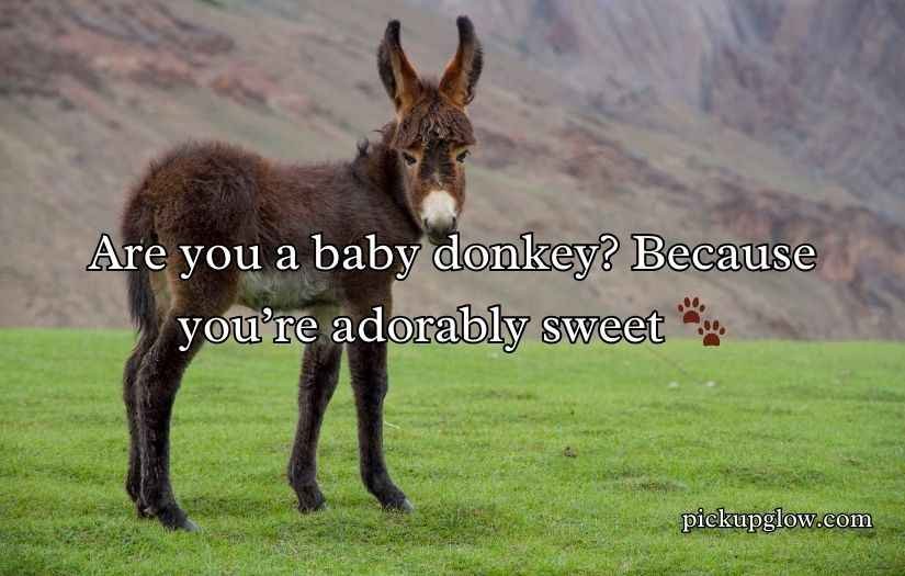 Donkey Pick Up Lines