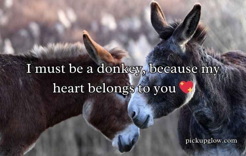 Donkey Pick Up Lines