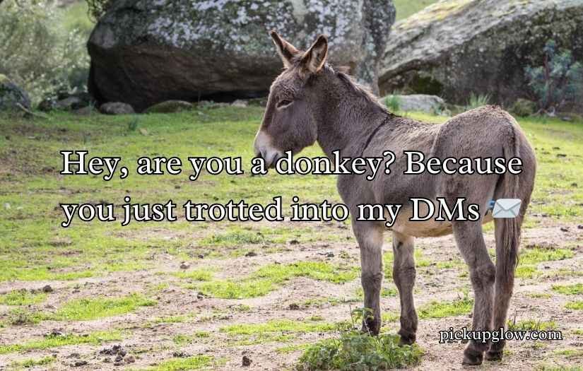 Donkey Pick Up Lines