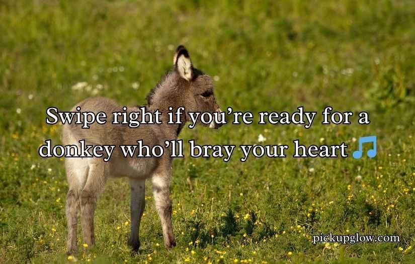 Donkey Pick Up Lines