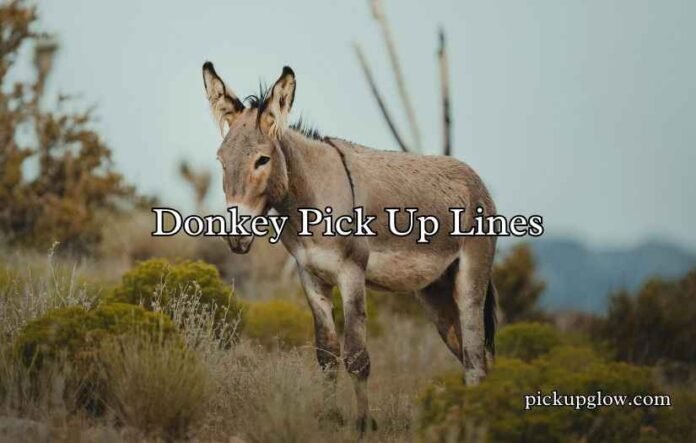 Donkey Pick Up Lines