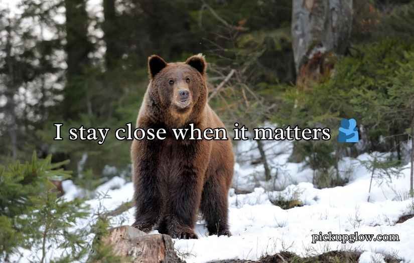 Irresistible Bear Rizz Lines