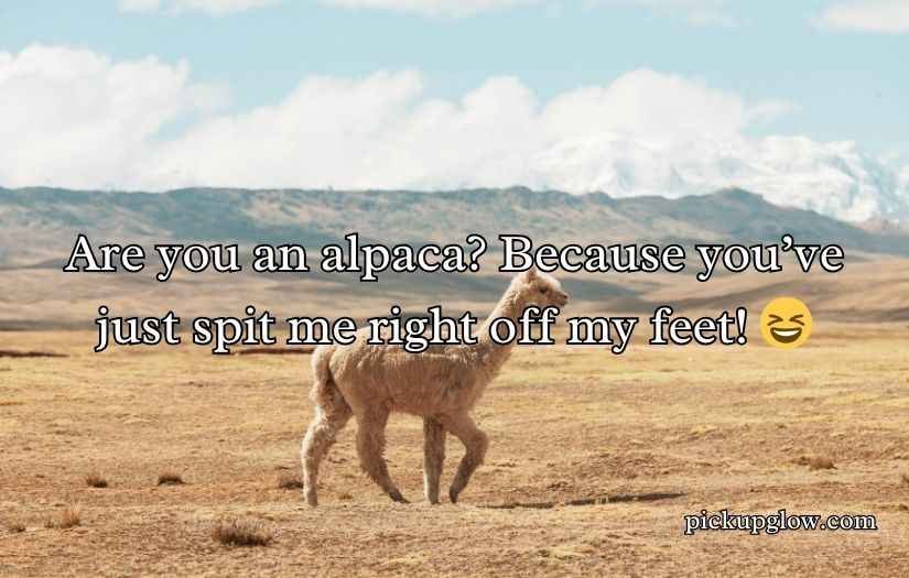 Alpaca Pick Up Lines