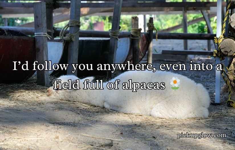 Alpaca Pick Up Lines