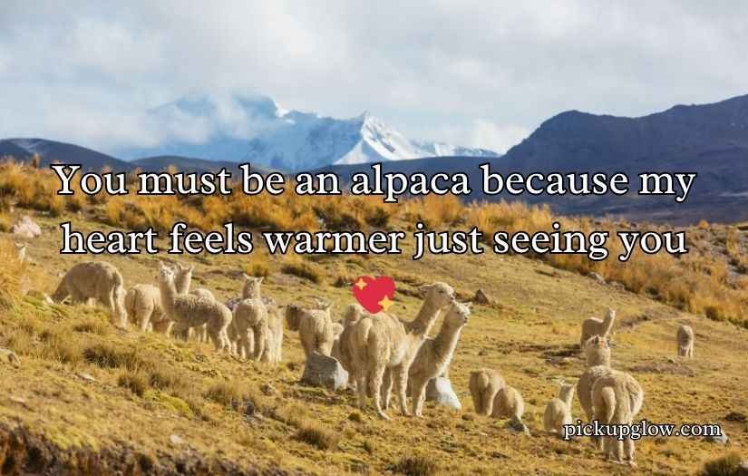 Alpaca Pick Up Lines
