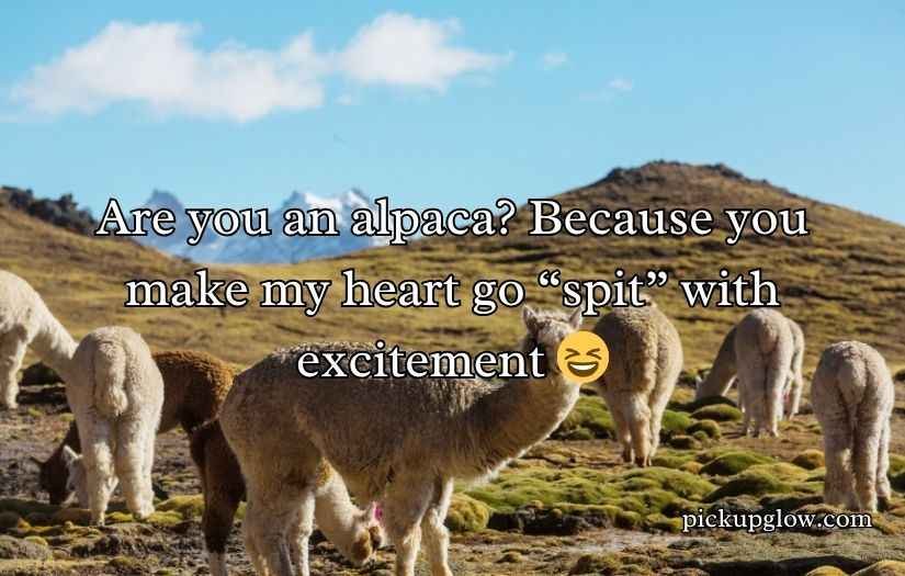 Alpaca Pick Up Lines