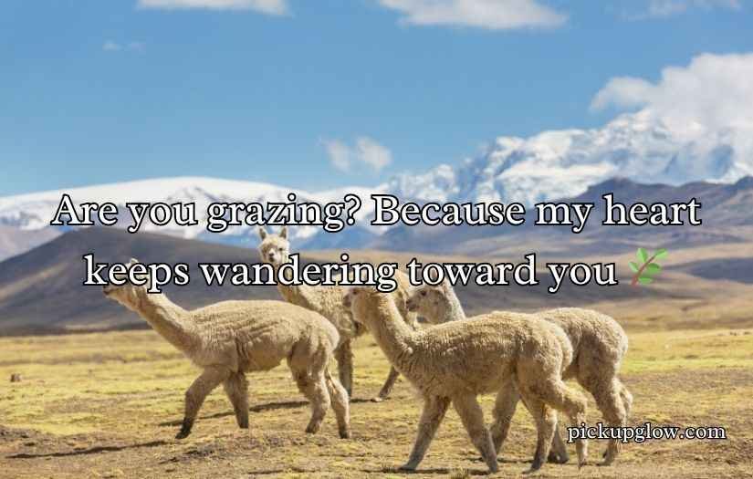 Alpaca Pick Up Lines