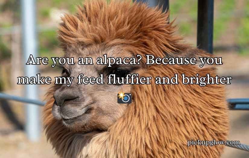 Alpaca Pick Up Lines