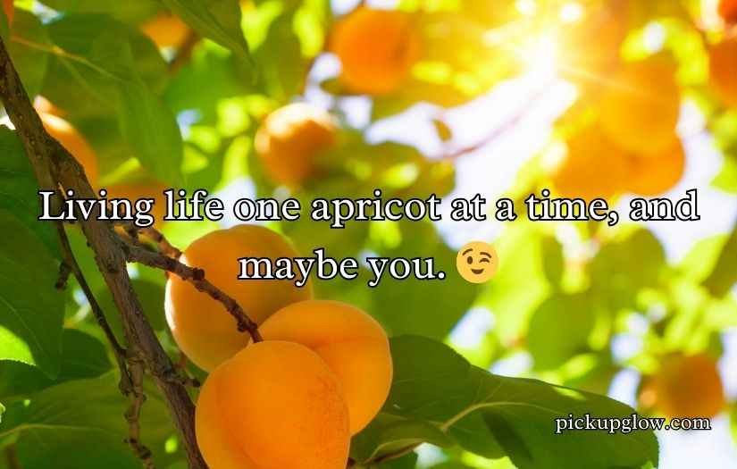 Apricot Pickup Lines