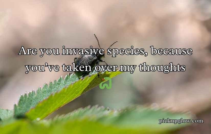 Biodiversity Rizz Lines