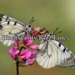 Biodiversity Rizz Lines Biodiversity Rizz Lines