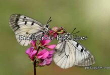 Biodiversity Rizz Lines Biodiversity Rizz Lines