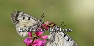 Biodiversity Rizz Lines Biodiversity Rizz Lines