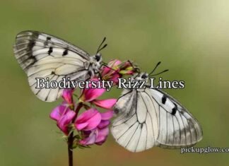 Biodiversity Rizz Lines Biodiversity Rizz Lines