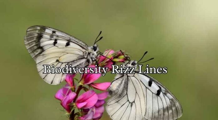 Biodiversity Rizz Lines Biodiversity Rizz Lines
