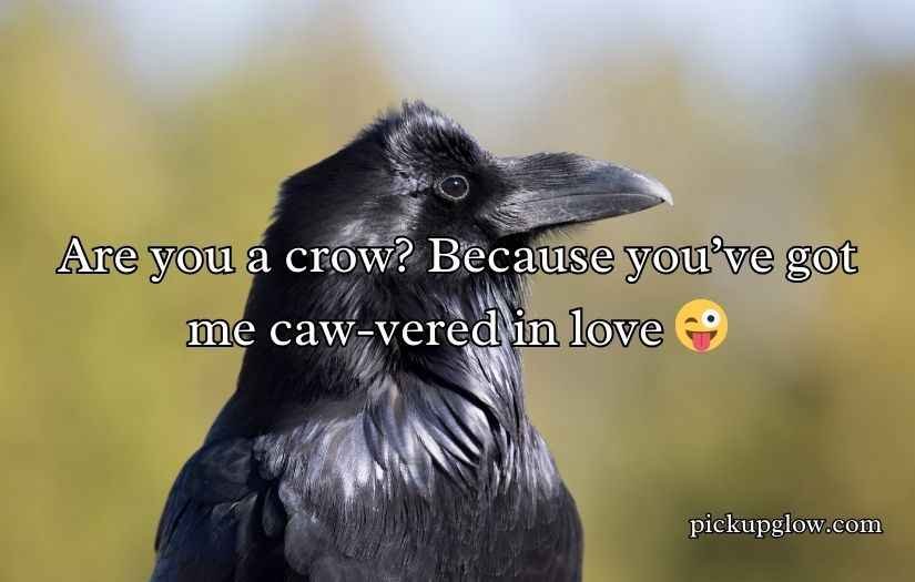 Crow Pickup Lines