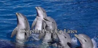 Dolphin Pick Up Lines Dolphin Pick Up Lines