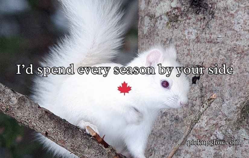 Funny Squirrel Pick Up Lines