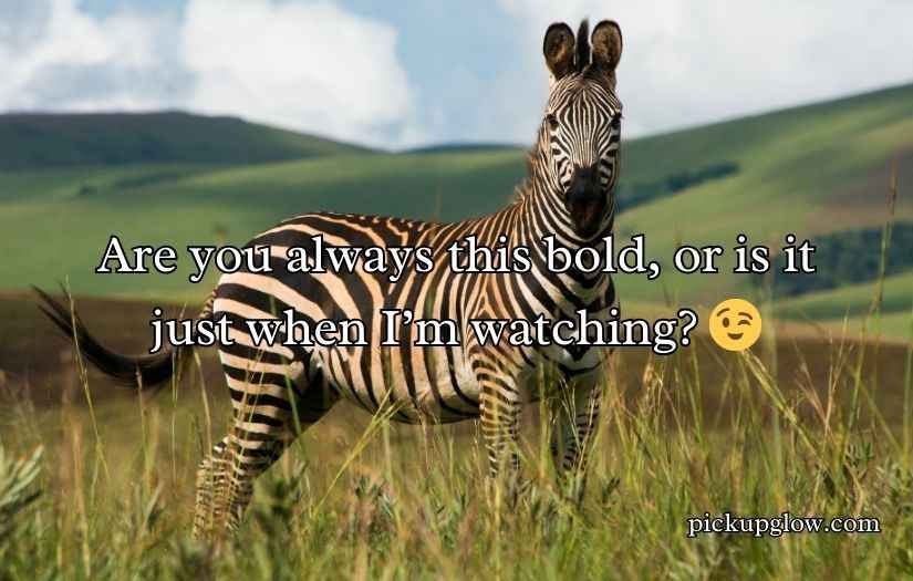 Zebra Pickup Lines