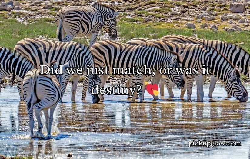 Zebra Pickup Lines
